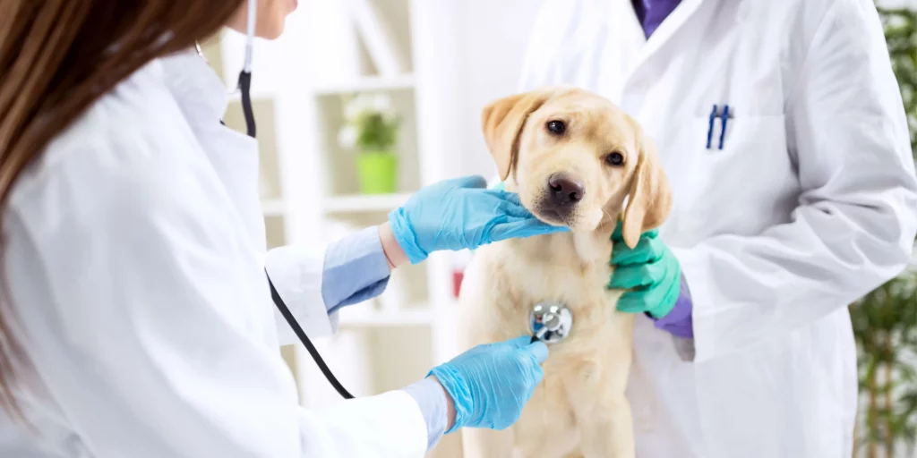 8 Options for Emergency Vet Bill Assistance MoneyLion