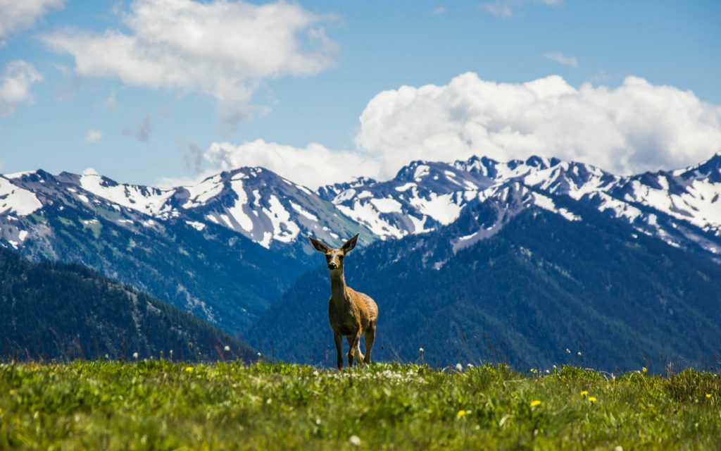 Top 20 Cheapest Places to Travel in the U.S. 18 Olympic National Park