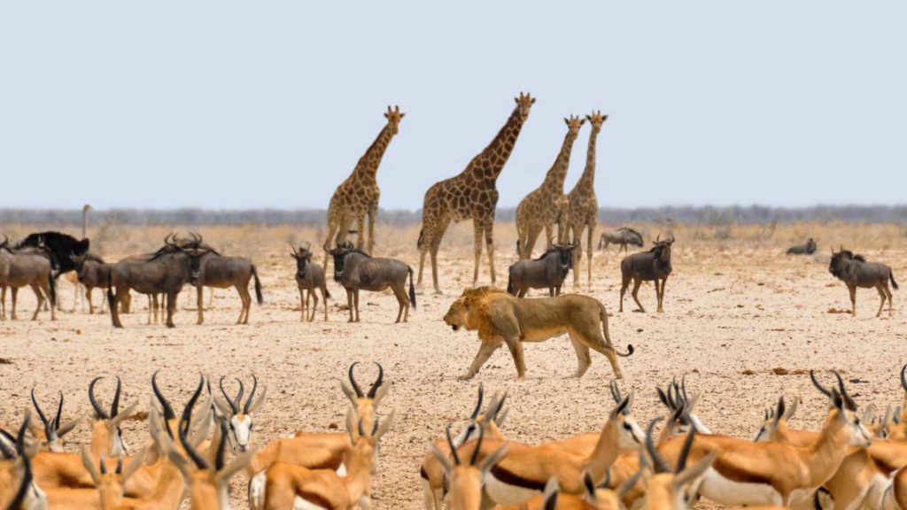 21 Best Places to Travel on a Budget in 2025 21 Best-Places-to-Travel-on-a-Budget-South-Africa